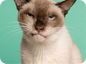 Cat on Green